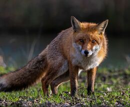 Daniel Pitek: Myslím, že je na čase, aby norování lišek bylo přiřazeno k zakázaným způsobům lovu