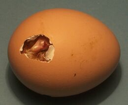 Pokles líhnivosti ze skladovaných vajec v líhňařských provozovnách je možné eliminovat