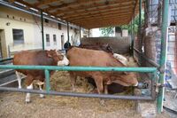 Význam krajských podpor pro farmáře je dle ústeckého radního Kučery jednoznačný