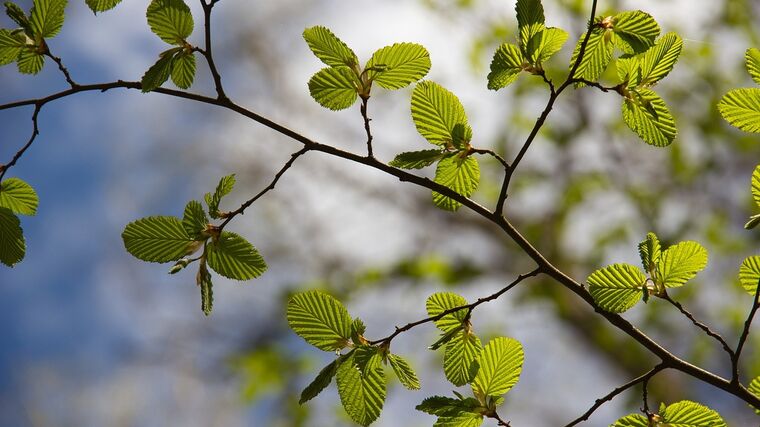 Vědci našli v Krušných horách nejstarší buk v ČR, je starý přes 470 let 