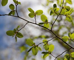 Vědci našli v Krušných horách nejstarší buk v ČR, je starý přes 470 let 