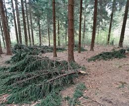 Po kůrovci nejvíce poškozuje lesy vítr, škody ale meziročně poklesly