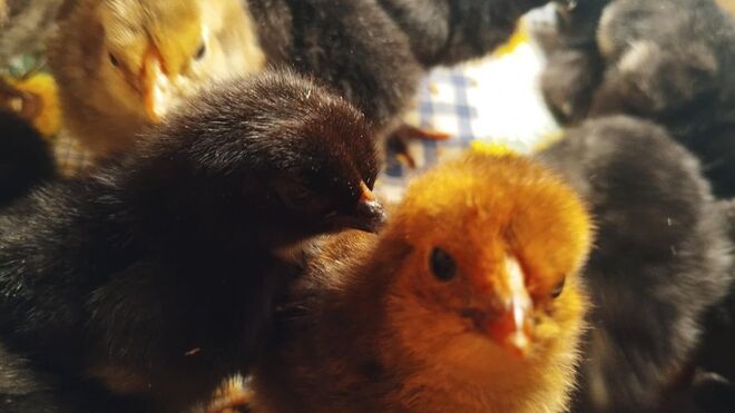 Bio farma Bedřichov