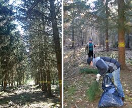 Vědci zachraňují cenné ekotypy a populace smrku ztepilého