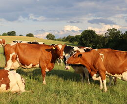 Farma Milošovice rodiny Cihlářových – další zlatá medaile v programu Pestrá krajina 2023
