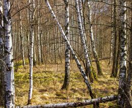 Má smysl vychovávat březové porosty?