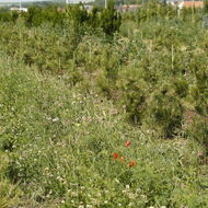 Kvetoucí pásy pomáhají chránit mladé borovice před škůdci