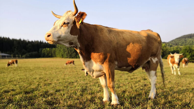 Ústav: Loňské kontroly 1857 krmiv neodhalily žádné nebezpečné látky 