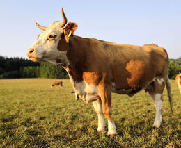 Ústav: Loňské kontroly 1857 krmiv neodhalily žádné nebezpečné látky