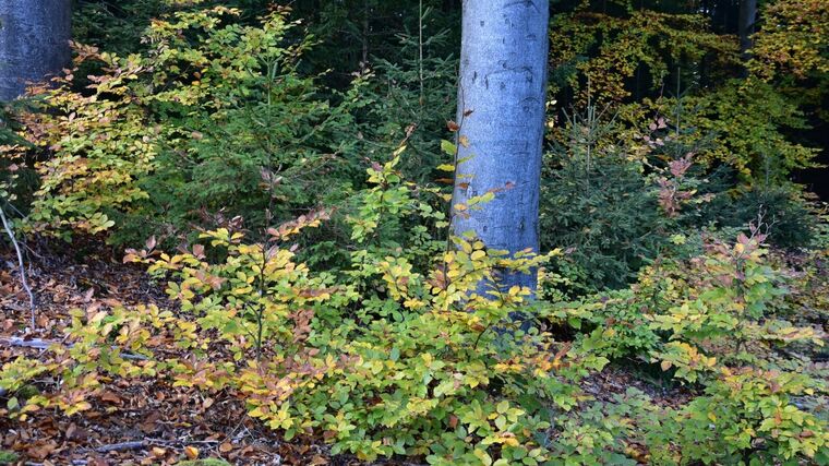 Smrk nebo buk? Smíšené lesy jsou stabilnější než monokultury.