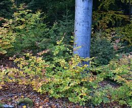 Smrk nebo buk? Smíšené lesy jsou stabilnější než monokultury.