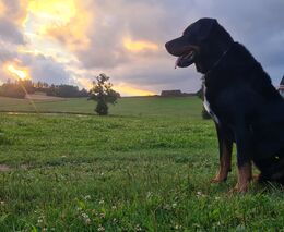 Jak přibývá vlků, přibývá i pasteveckých psů. Jak se chovat u ohrady, kterou hlídá pastevecký pes