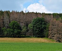 Kůrovcová kalamita v okolních státech v roce 2023