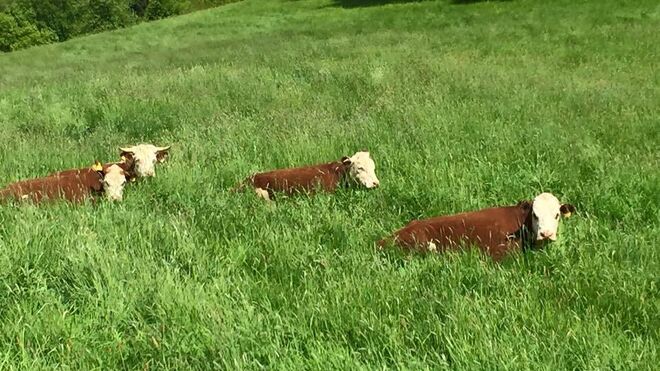 Biofarma Františkov