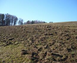 Škody zvěří v kontextu legislativních povinností a možností vlastníků menších lesních majetků