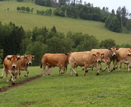 Obří sankce kvůli formalitám