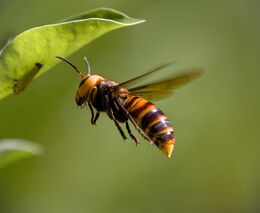  Invazní sršeň asijskou objevili minulý týden na Opavsku
