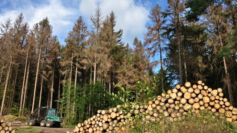 Podle čeho je možné odhadnout objem kůrovcových těžeb