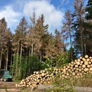 Podle čeho je možné odhadnout objem kůrovcových těžeb