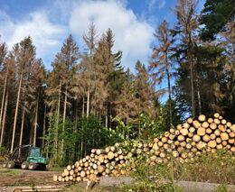 Podle čeho je možné odhadnout objem kůrovcových těžeb