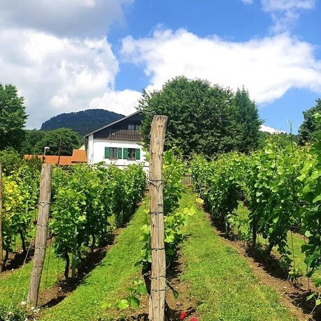 Vinařství Geltschberg