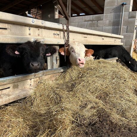 Rodinná farma Laloučkovi