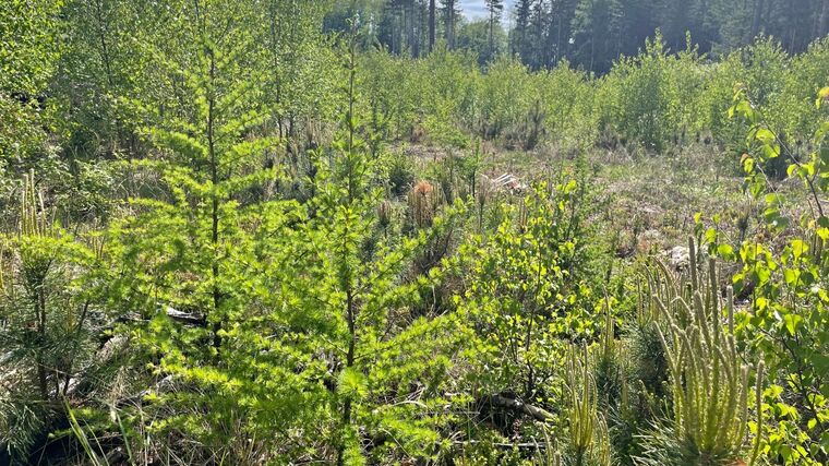 Pro správnou obnovu kalamitních holin je nutné pečlivě vybrat vhodné dřeviny