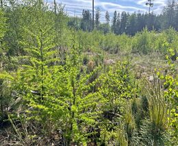 Pro správnou obnovu kalamitních holin je nutné pečlivě vybrat vhodné dřeviny