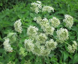 Kraj Vysočina se zaměří na likvidaci invazních druhů