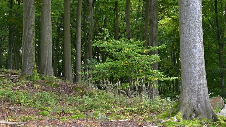 Buk lesní a buk východní v měnícím se klimatu: kde rostou nejlépe?