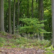Buk lesní a buk východní v měnícím se klimatu: kde rostou nejlépe?