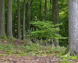 Buk lesní a buk východní v měnícím se klimatu: kde rostou nejlépe?