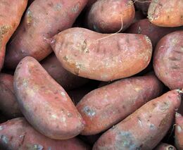 Zelináři hospodařící ekologicky by mohli nově získat dotaci na pěstování batátů