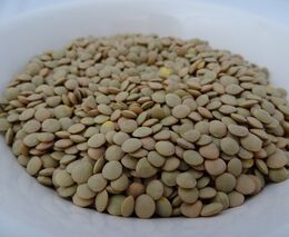 Česká čočka téměř zmizela, obnovilo ji šetrné farmaření. Velké firmy jej podporují