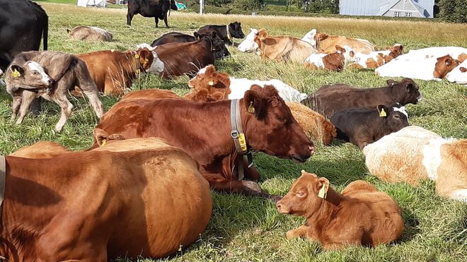 Rodinná společnost Zemex