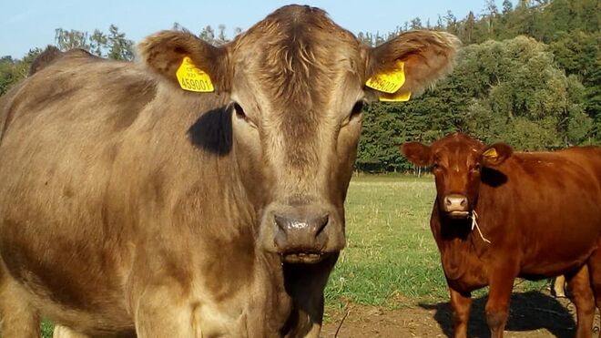 Hovězí – Procházka