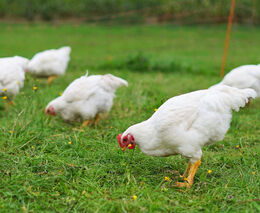 Život na farmě roku. Kuřata žijí dvakrát déle a stěhují se jako krávy