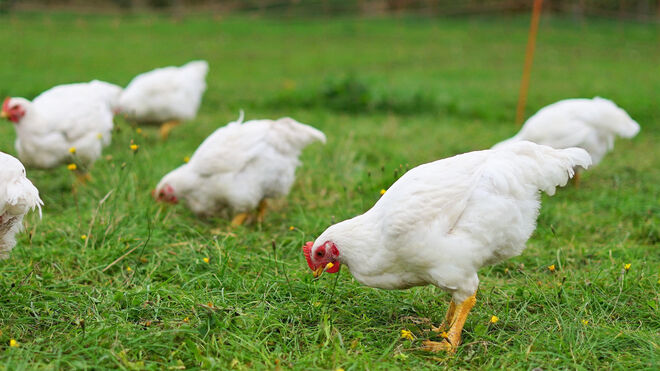 Střítežské fojtství 