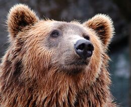 Medvědi, rysi i vlci. Vrcholným predátorům se u nás daří, riziko představují minimální