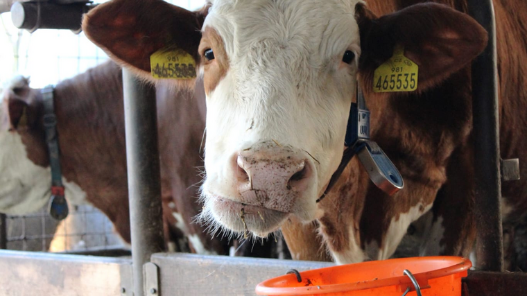 Na začátku měli dvě krávy a tři jalovice. Macurovi, farmáři s mlékárnou pod Ondřejníkem
