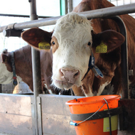 Na začátku měli dvě krávy a tři jalovice. Macurovi, farmáři s mlékárnou pod Ondřejníkem