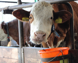 Na začátku měli dvě krávy a tři jalovice. Macurovi, farmáři s mlékárnou pod Ondřejníkem