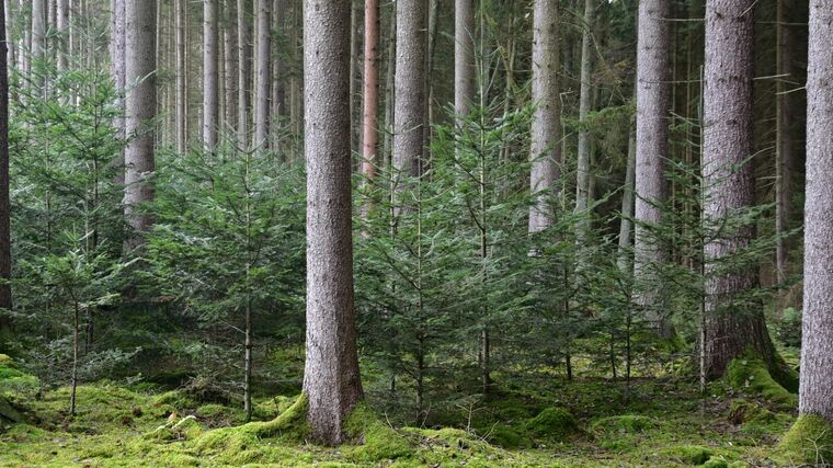 Jedli je nejvhodnější uměle obnovovat při okraji dospělého porostu