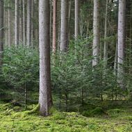 Jedli je nejvhodnější uměle obnovovat při okraji dospělého porostu
