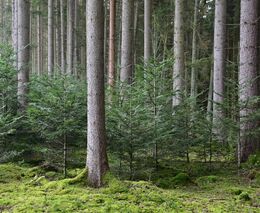 Jedli je nejvhodnější uměle obnovovat při okraji dospělého porostu