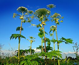 Koordinované mapování přineslo přes 25 tisíc záznamů o invazních druzích v ČR