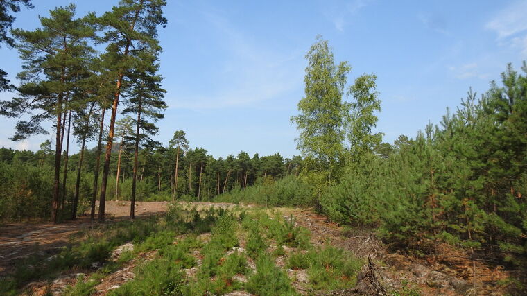 Voda v půdě je důležitá i pro přežití borových lesů