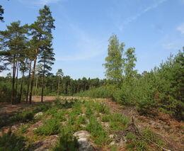 Voda v půdě je důležitá i pro přežití borových lesů