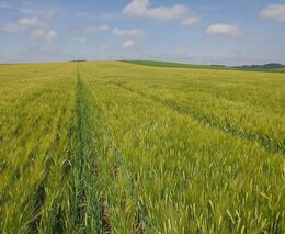 Vědecký tým MENDELU zkoumá alternativní způsoby pěstování sladovnického ječmene