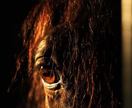 Slatiňany slaví 80 let chovu starokladrubských vraníků v hřebčíně